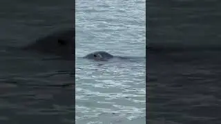 Sammy the Seal in St Ives Harbour on Friday 5th August 2022