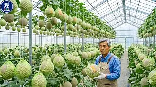 From Seed to Auction: The Story of Japan’s Most Precious Melon