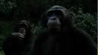 Save the bonobos!