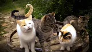 Nada Surf &mdash; Meow Meow Lullaby (Official Video)