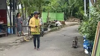 Pertunjukan topeng monyet #topengmonyet