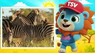 3 Awesome Zebra Facts for Kids! | Fun Animal Learning with TSV Kids