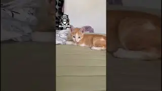 #cat #catfunny #catsoftiktok #cute #catvideos #funnycatvideos #funny #funnycat #kitten