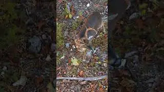 buck fever