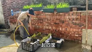 小香葱怎么种？家里不要的框框做成小菜园用来种香葱不知能成活吗 #种菜 #造园记 #香葱种植 #农村生活 #2023新农人计划