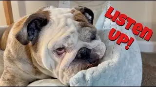 Reuben the Bulldog: Sir Sleeps-A-Lot