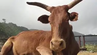 Eritrean music Oqubay Mesfin &bull;Xbqti ftret&bull;   ዑቅባይ መስፍን &deg;ጽብቅቲ ፍጥረት&deg;