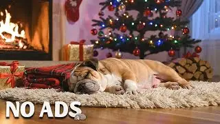 12 Hours of Relaxing Dog TV Music 🎵 Calm Dogs Home Alone, Sleep Easy & Separation Anxiety