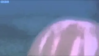 noided dolphin