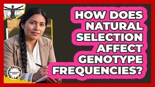 How Does Natural Selection Affect Genotype Frequencies?