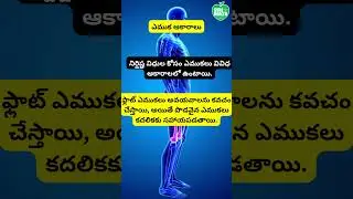 ఎముక ఆకారాలు /Bone Shapes #healthsecrets #health #expertdoctors