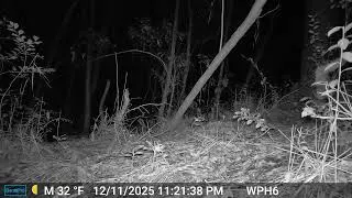 Gray fox ALP 