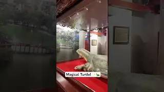 Magical Turtle in Vietnam! 🐢😱 #shorts #vlog