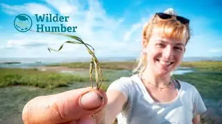 Seagrass Restoration with AJ and Georgia | #WilderHumber