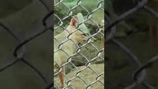 Indian Fox 🦊 at Chhatbir Zoo #shorts