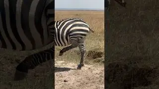 ZEBRA ESCAPES LION ATTACK #shortsfeed #foryou #india #trendingshorts #india #short #shorts #india