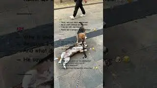 Wanda & Lloyd Show ✨🐶🐶#happy #beagle #dogs #pets #cute #dog #love #fun #animals #cutedog
