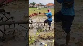 Traktor sawah cungkring mengolah tanah dengan glebek