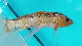 FISH VIDEO 2024