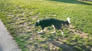Reece off leash backyard search