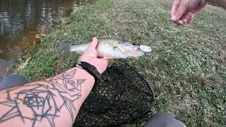 Largemouth Bass Can't Resist A Micro Glide Bait!