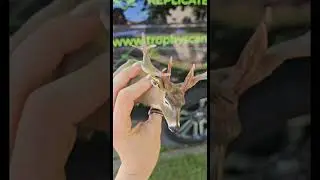 Turn your mount into a mini! #trophy #deerhunting #taxidermy #hunting #bowhunter