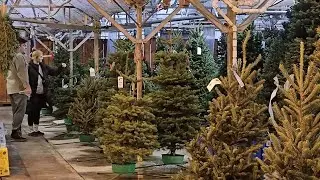 В Анкоридже открылся питомник рождественских елок Bells Nursery