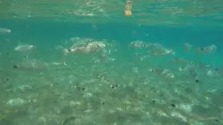 Feeding the fish outside of Bravo Bar/ Th'asda , Kamari Bay, Kos. Oct 2021  (2)