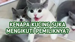 4 Alasan Kenapa Kucing Suka Mengikuti Pemiliknya