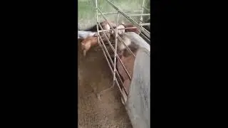 PITONG PIRASONG BIIK, TINANGAY NG MGA KAWATAN SA BRGY. PRINCESS URDUJA, NARRA, PALAWAN