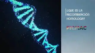 Recombinación homóloga (HRR) - Homologous recombination (HRR)