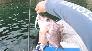 Coromandel Back Yard Fishing