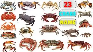 Crabs Vocabulary ll 23 Crabs Name in English With Pictures ll Crab Species