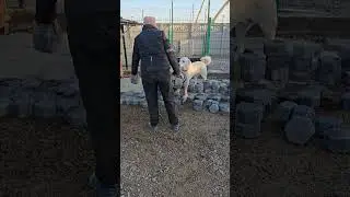 Благоустройство  у нас Ташкент #приюткарипиди #приютдлясобак #помощьсобакам