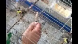 Cardellini allevati a mano