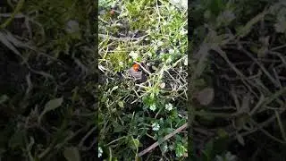 Życie biedronek część 1