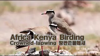 Kenya Bird 케냐 Crowned lapwing왕관쓴 물떼새