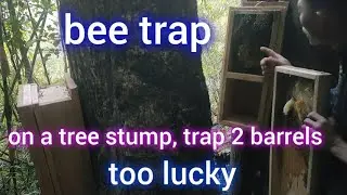 I set up a honeybee trap on a tree stump with two trap boxes and the result was so lucky! 