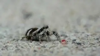 Zebra Jumping Spider (Salticus scenicus)