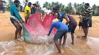 മത്സ്യത്തൊഴിലാളികൾ പോലും ഞെട്ടി! കോലാച്ചി മടിയിൽ കീരിച്ചാള മീൻ#fish #fishing #fishinglife#netfishing