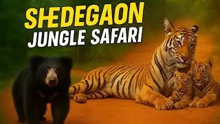 Shedegaon Gate Jungle safari Beautiful Tiger Sighting & Sloth Bear But JeesMay Dum Hai Wahi Aoo...❓️