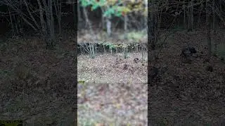 Flock of hen turkeys #shorts #trailcam #wildlife #nature #turkey #turkeyhunting #fall #hunting