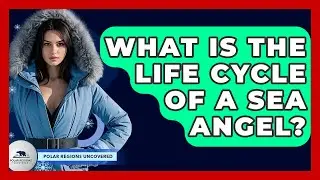 What Is The Life Cycle Of A Sea Angel? - Polar Regions Uncovered