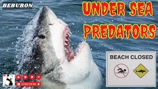 16 | SHARK | UNDER SEA PREDATOR | OCEAN PREDATOR || KILLER INSTINCT #shark #sharkattack