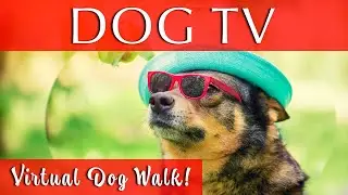 Virtual Dog Walk with Music | DOG TV!