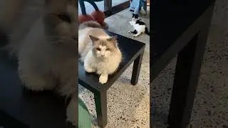Pokemeow Cat Cafe