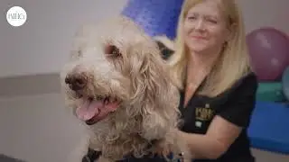 Introduction to Veterinary Rehabilitation: Healing and Recovery at King Animal Hospital