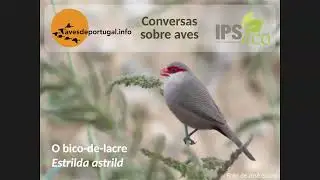 Conversas - Episódio 13: o bico-de-lacre