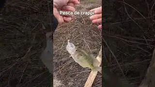 pesca de crappi #fishing #carpfishing #pesca #crappi