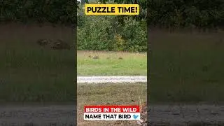 WILD TURKEY, PHEASANT, NAME THAT BIRD 🐔! #fun #nature #wildlife #birds  #wildanimals #bird #hunting